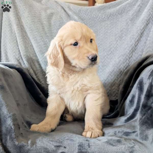 Rachelle, Golden Retriever Puppy